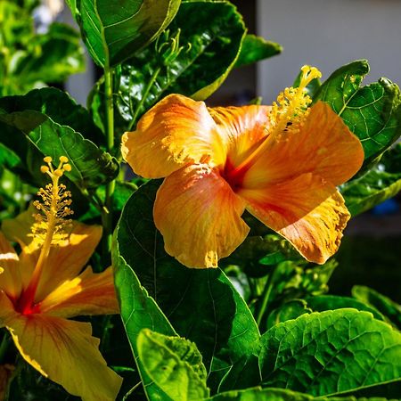 Apartamento Domingos أركو دا كالهيتا المظهر الخارجي الصورة